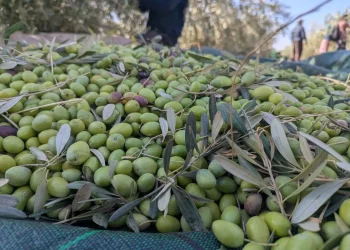 Béjaïa : Plus de 870.000 quintaux d’olives cueillis