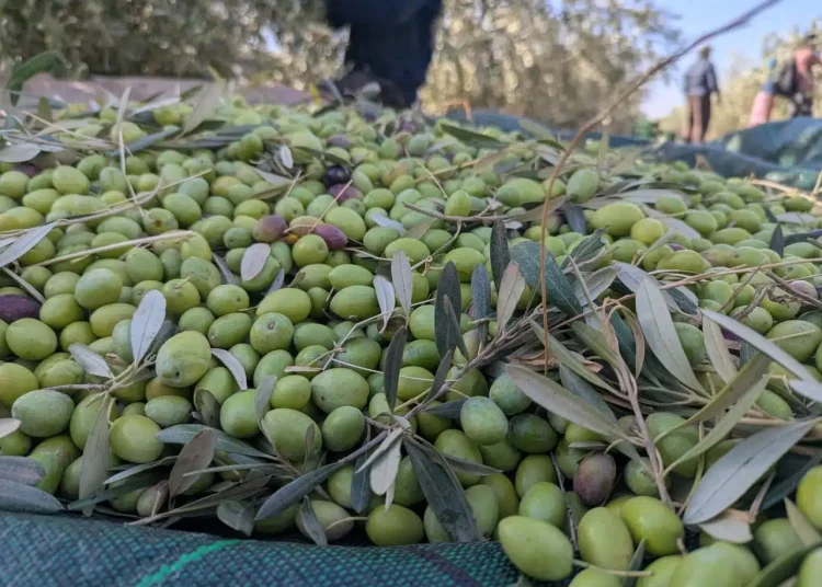 Béjaïa : Plus de 870.000 quintaux d’olives cueillis