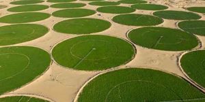 Agriculture saharienne en Algérie : Essor productif, dépendance énergétique et pari du solaire
