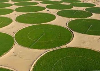 Agriculture saharienne en Algérie : Essor productif, dépendance énergétique et pari du solaire