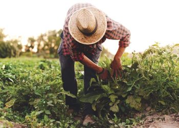 Moins de 200 000 sur 2,3 millions sont affiliés à la CASNOS : Les agriculteurs sous-déclarés