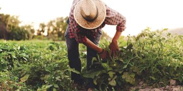 Moins de 200 000 sur 2,3 millions sont affiliés à la CASNOS : Les agriculteurs sous-déclarés