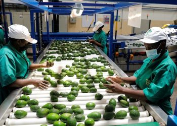Le commerce agroalimentaire entre les États-Unis et l’Afrique : Un tournant historique en 2025
