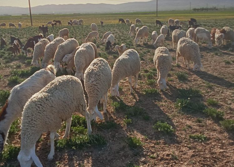 Le pari agro-pastoral