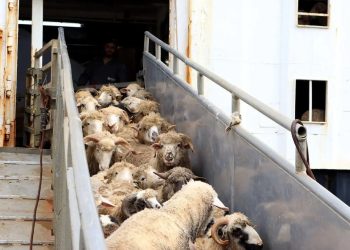 Aid El Adha : Arrivée de la première cargaison d'ovins provenant de Roumanie