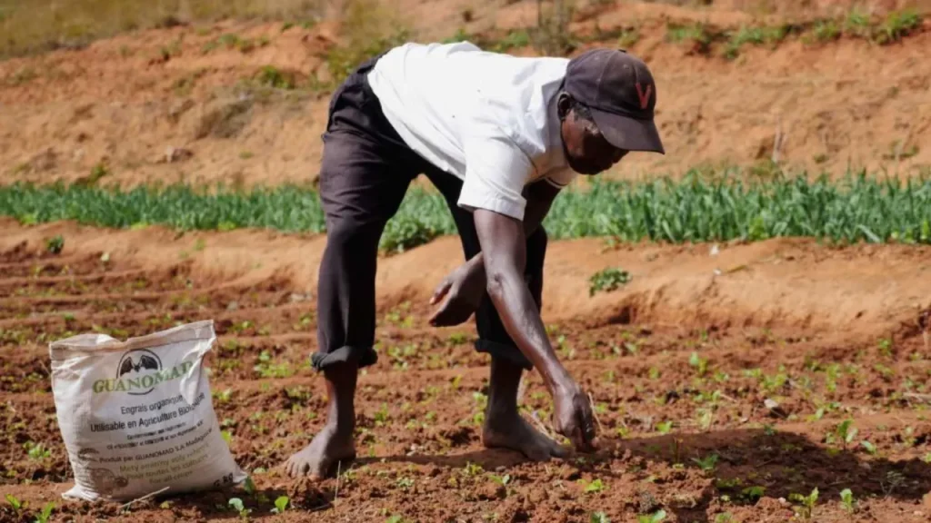 Pénuries d’engrais : Les gouvernements africains doivent prendre des mesures urgentes