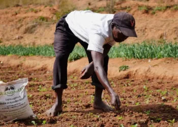 Pénuries d’engrais : Les gouvernements africains doivent prendre des mesures urgentes