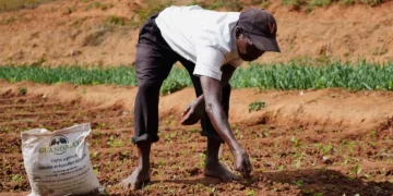 Pénuries d’engrais : Les gouvernements africains doivent prendre des mesures urgentes