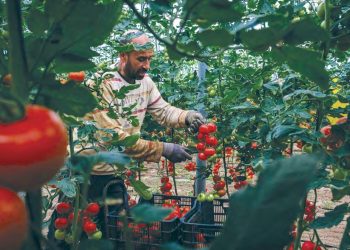 Agriculture saharienne innovante : Succès de la tomate cerise à El-Meghaïer