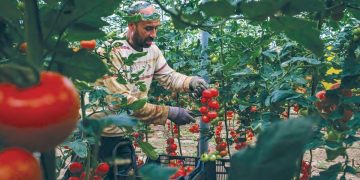 Agriculture saharienne innovante : Succès de la tomate cerise à El-Meghaïer