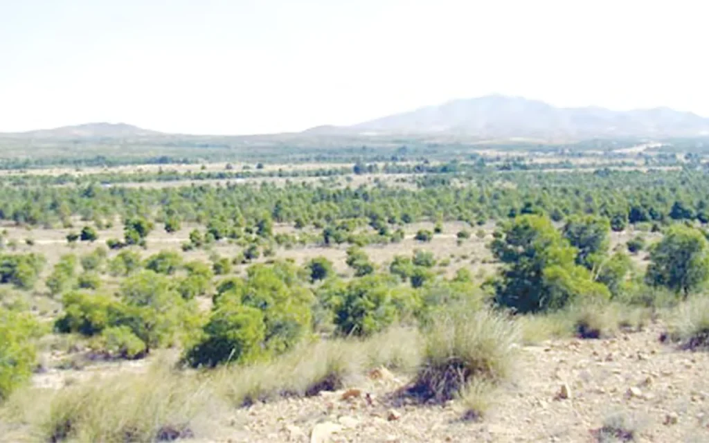 Sur le territoire de la steppe de Taguedite : Le Barrage vert transforme le paysage local