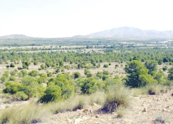 Sur le territoire de la steppe de Taguedite : Le Barrage vert transforme le paysage local