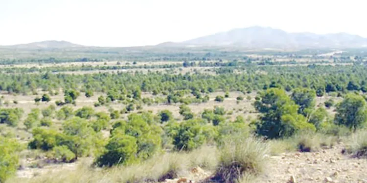 Sur le territoire de la steppe de Taguedite : Le Barrage vert transforme le paysage local