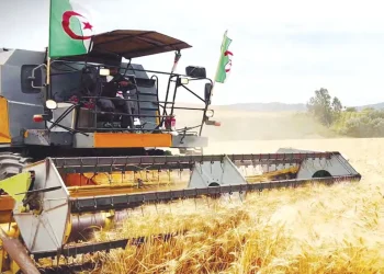 Pour atteindre les 2 millions de quintaux : Sidi Bel-Abbès muscle sa campagne moisson-battage