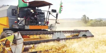 Pour atteindre les 2 millions de quintaux : Sidi Bel-Abbès muscle sa campagne moisson-battage
