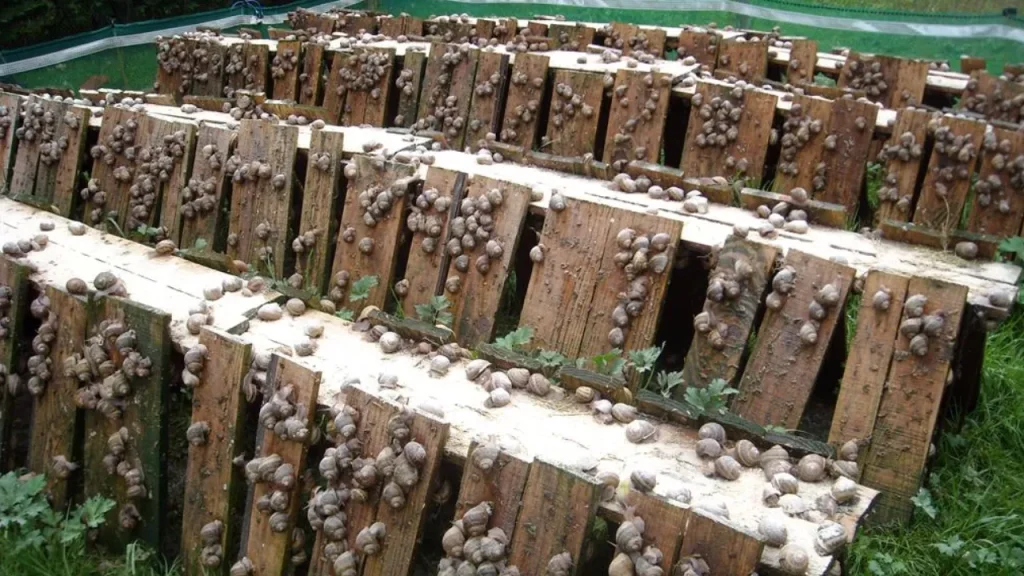 Développement de l’héliciculture en Algérie : Une filière à fort potentiel économique