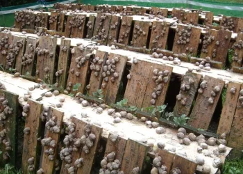 Développement de l’héliciculture en Algérie : Une filière à fort potentiel économique