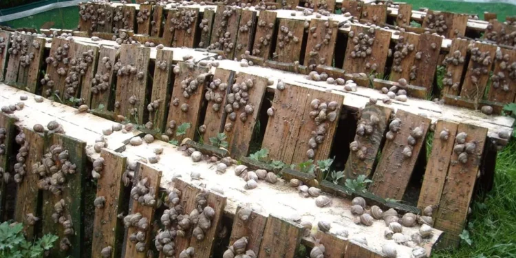 Développement de l’héliciculture en Algérie : Une filière à fort potentiel économique