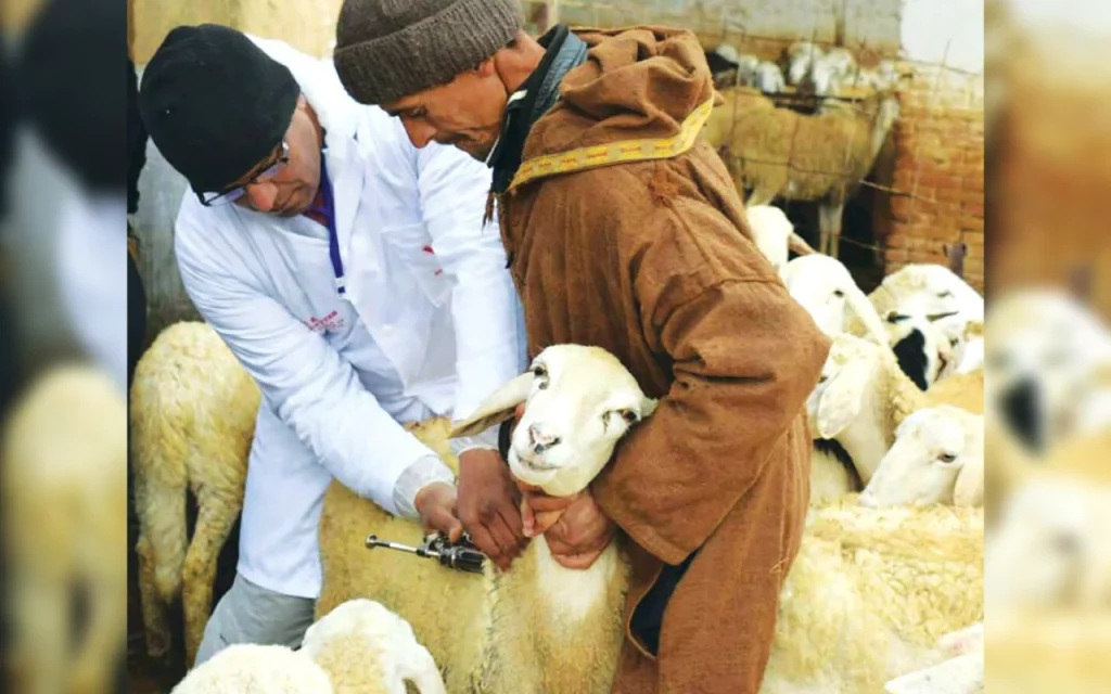 Protection du cheptel contre les maladies : Projet de fabrication de vaccins en Algérie
