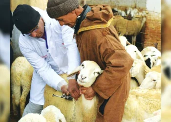 Protection du cheptel contre les maladies : Projet de fabrication de vaccins en Algérie