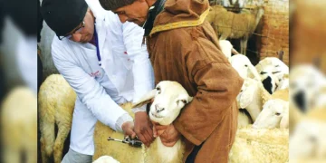 Protection du cheptel contre les maladies : Projet de fabrication de vaccins en Algérie