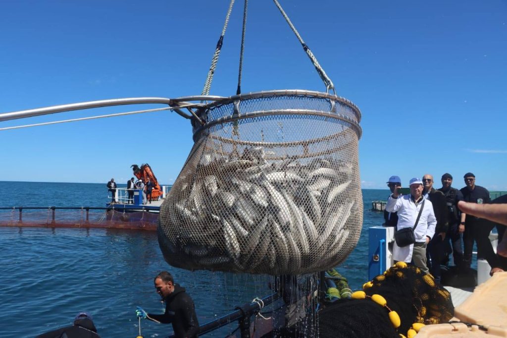 Campagne 2026 de la pêche au thon rouge : Oualid donne le coup d’envoi