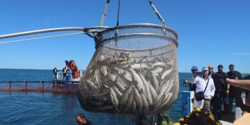 Campagne 2026 de la pêche au thon rouge : Oualid donne le coup d’envoi