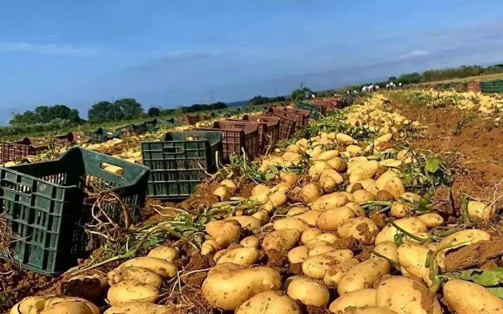 Production de la pomme de terre