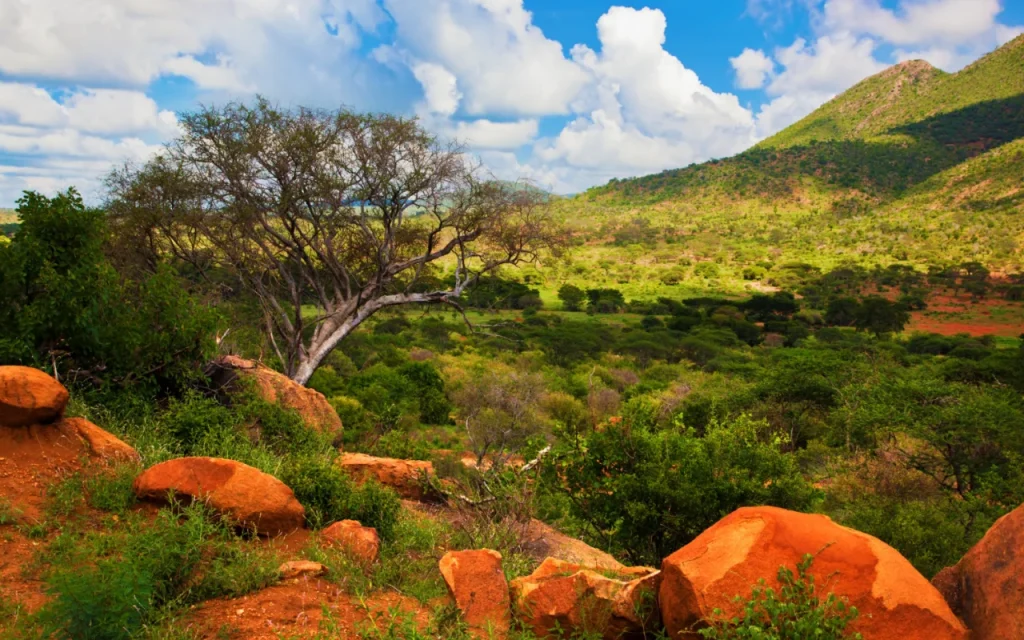 Ressources arboricoles : L’Afrique privée de sa valeur