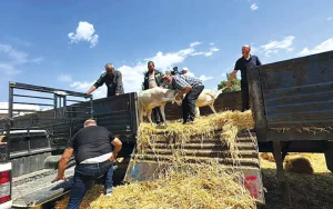 Indemnisation des sinistrés : Béjaïa boucle l’opération