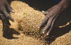 Marché céréalier : Le blé s’envole, l'Afrique s’inquiète