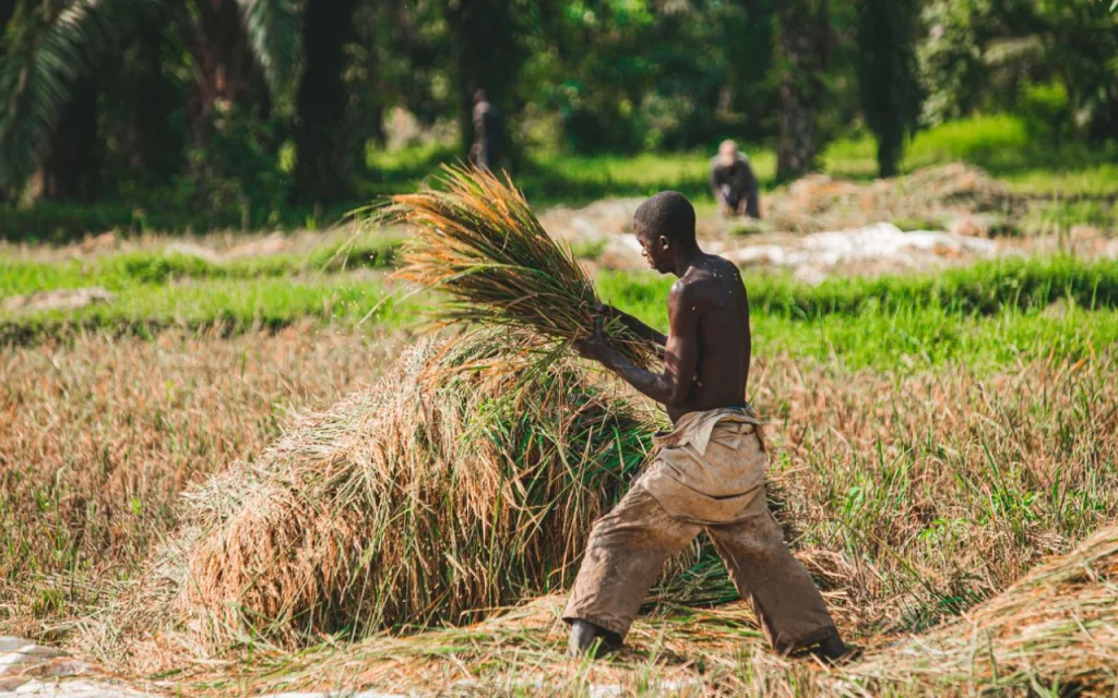 Agriculteur africain dans une exploitation agricole